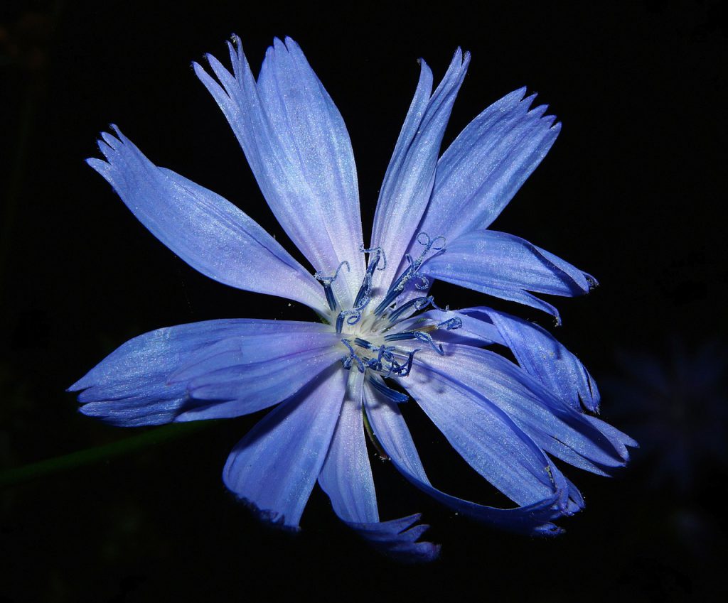 Chicory Root is a good source of Inulin